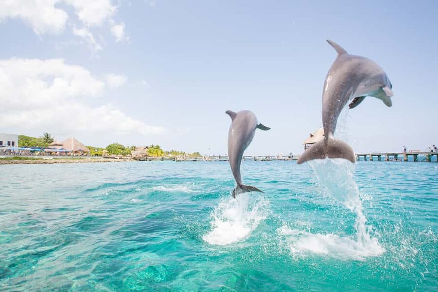 Punta Cana: Dolphin Explorer Swims and Interactions - Is the setting really a natural habitat?