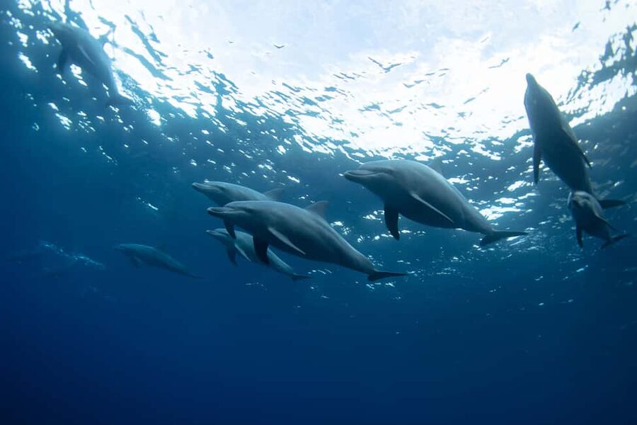 Punta Cana: Dolphin Explorer Swims and Interactions - What to bring and what to leave behind
