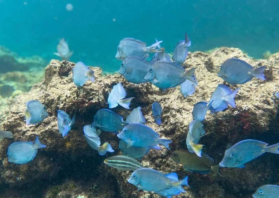 Punta Cana: Full-day Snorkelling Tour in Catalina Island - Early pickup and the road to La Romana
