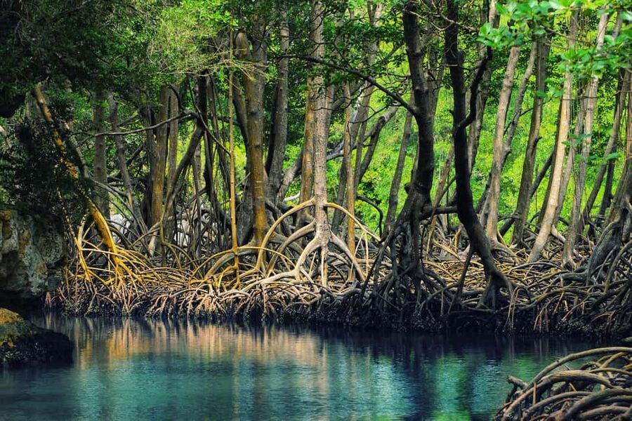Punta Cana: Los Haitises National Park Full-Day Tour - Language and group expectations