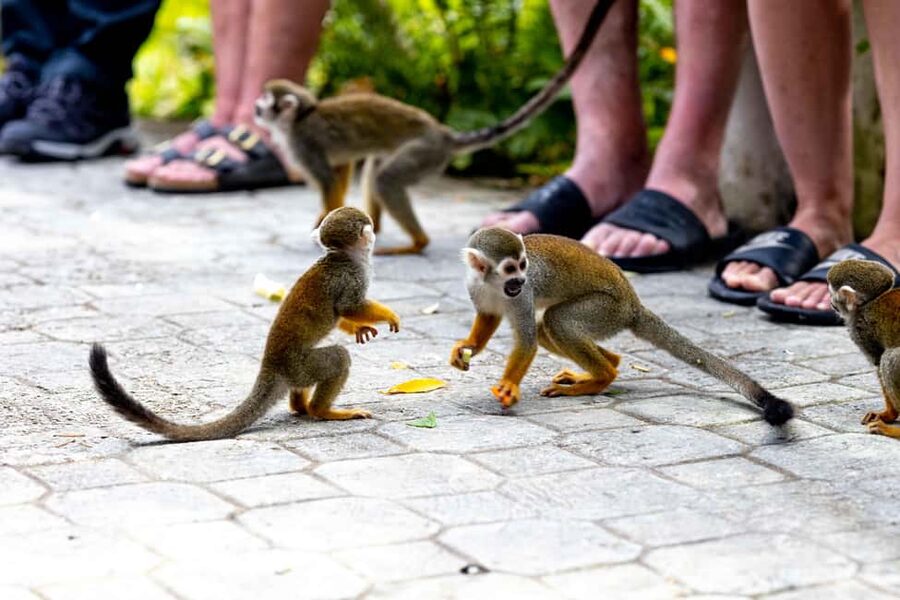 Punta Cana: Monkey Land Half-Day Safari and Plantation - Taking photos without paying for a package