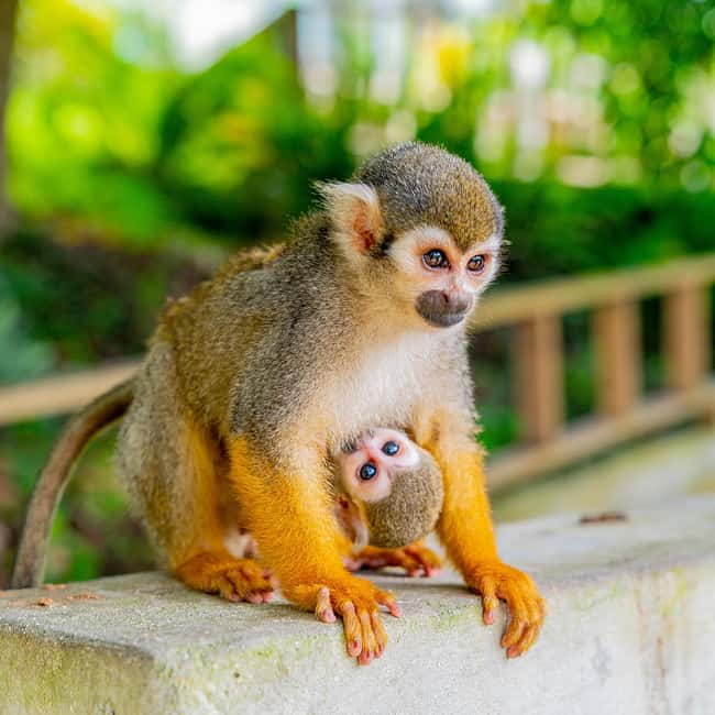 Punta Cana: Monkey Land Half-Day Safari and Plantation - Is the $95 cost fair?