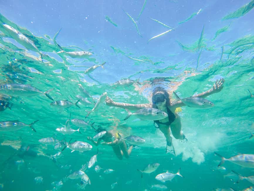 Punta Cana: Reef Explorer Access w/ Sharks & Stingrays Swim - Sharks and stingrays: the part to consider carefully