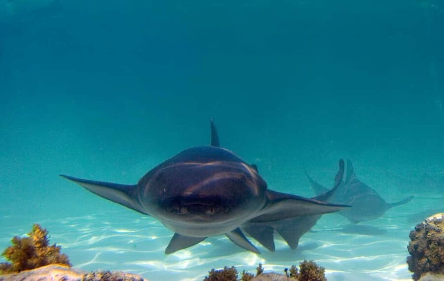 Punta Cana: Reef Explorer Access w/ Sharks & Stingrays Swim - Getting there from Bávaro, Uvero Alto, or Punta Cana