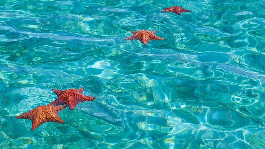 Punta Cana: Saona Island Catamaran Tour with Food & Open Bar - Who should book this Saona excursion?