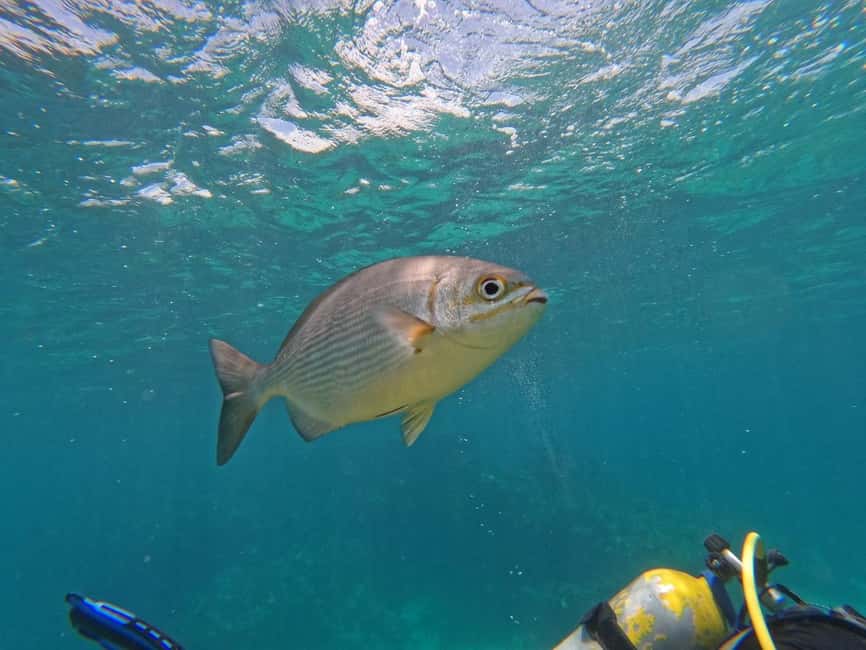 Punta Cana: Scuba Doo Adventure with Round-Trip Transfer - What the Scuba Doo actually feels like
