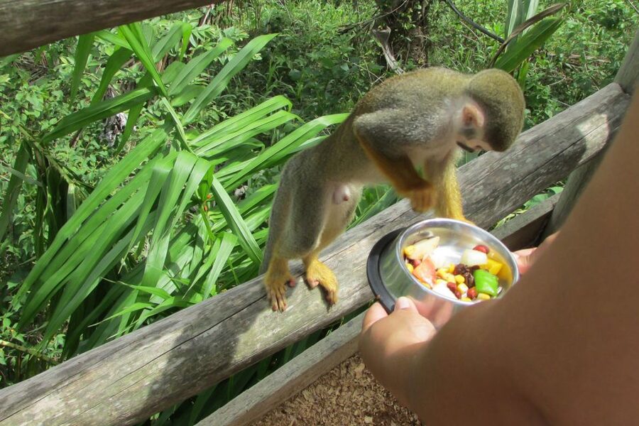 Punta Cana: Ziplines Adventures & Monkeyland Entry - My call: book it if you want variety