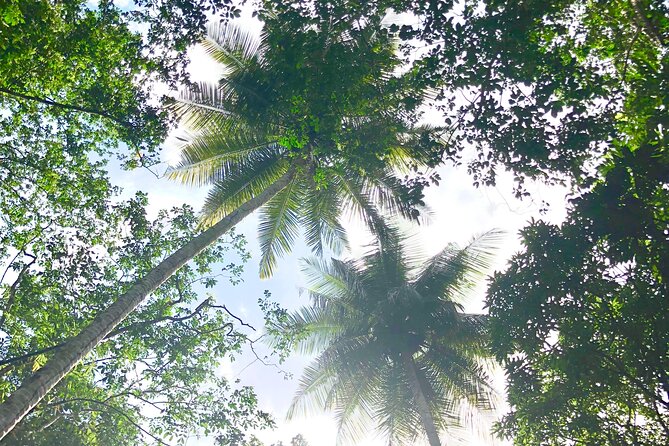 Rainforest Hike and Waterfall Safari - Is $66.67 a good value?
