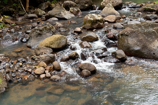 Rainforest Hike and Waterfall Safari - Practical preparation for a smoother morning