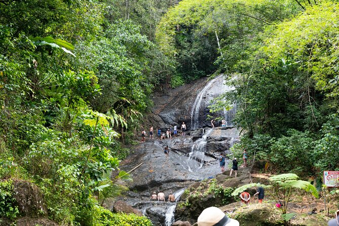 Rainforest Hike and Waterfall Safari - The rainforest walk to Venus Estate Waterfall