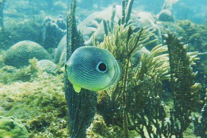 Rincon Snorkeling Adventure - What makes this Rincon snorkeling trip worth considering