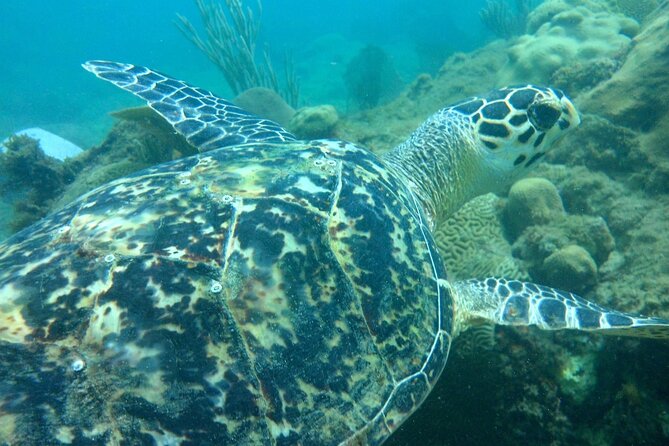 Rincon Snorkeling Adventure - The reef life you might see