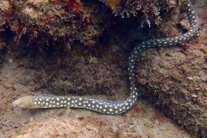 Rincon Snorkeling Adventure - Guides who make a difference