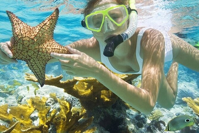 Rose Island Adventure: Snorkel, Sea Turtles, and Private Beach - Green Cay and the turtle encounter