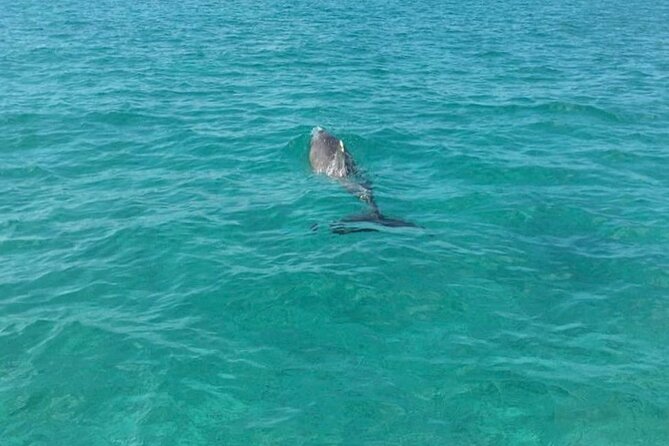 Rose Island Half-Day Snorkeling Cruise - Who will enjoy this cruise most