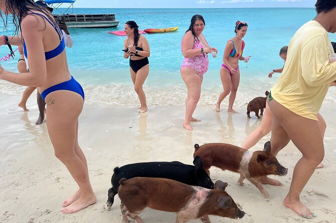 Rose Island Private Beach: Swimming with the Pigs - What swimming with the pigs really means
