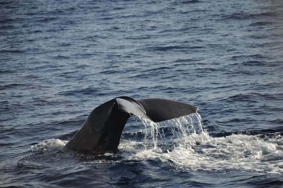 Roseau: Guided Dolphin and Whale Watching Tour With Drinks - At a glance