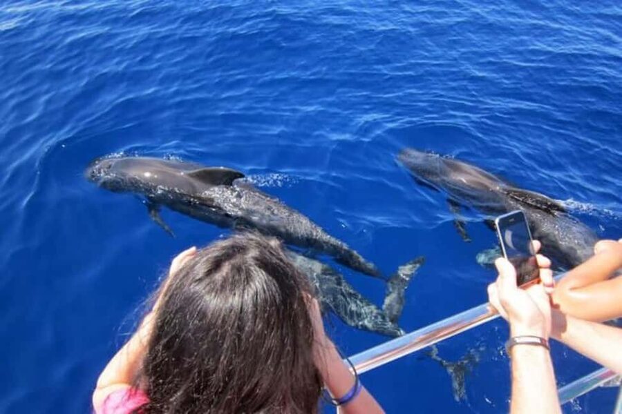 Roseau: Guided Dolphin and Whale Watching Tour With Drinks - Roseau is your launch point