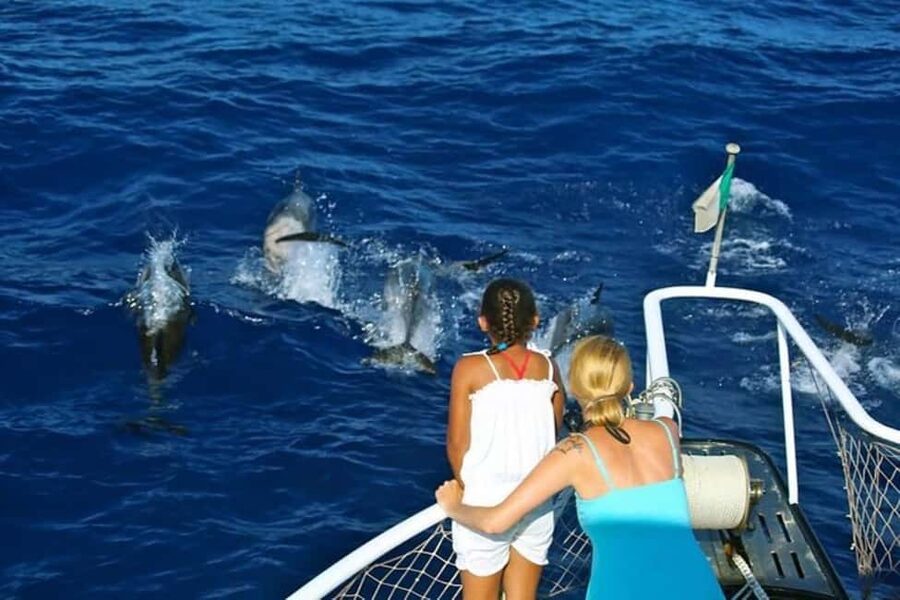 Roseau: Guided Dolphin and Whale Watching Tour With Drinks - Searching the Sperm Whale Sanctuary
