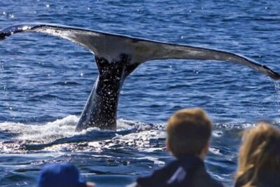 Guided Dolphin and Whale Watching Tour With Drinks