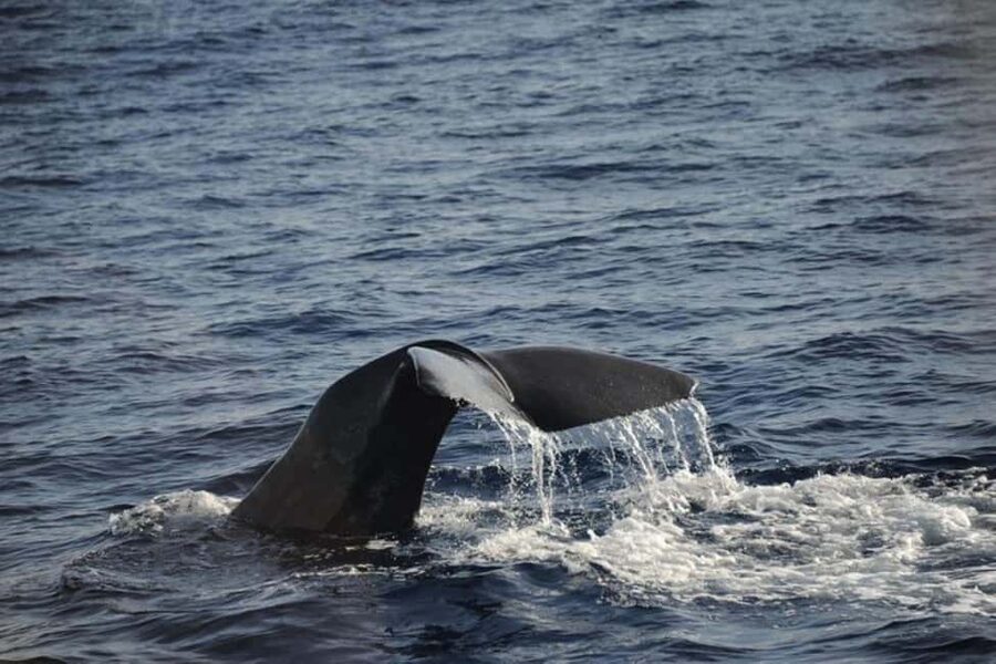 Roseau: Guided Dolphin and Whale Watching Tour With Drinks - Is $106 a fair price?