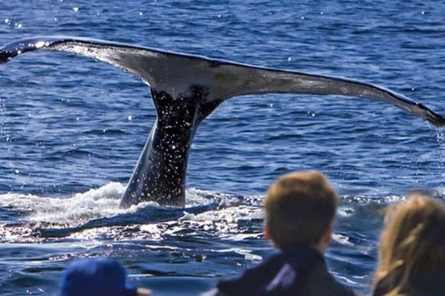 Roseau: Guided Dolphin and Whale Watching Tour With Drinks - The small boat changes the experience