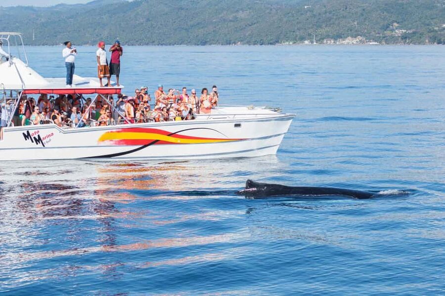 Samana: Bay of Samana Whale Watching Experience - Two and a half hours in the Marine Mammal Sanctuary