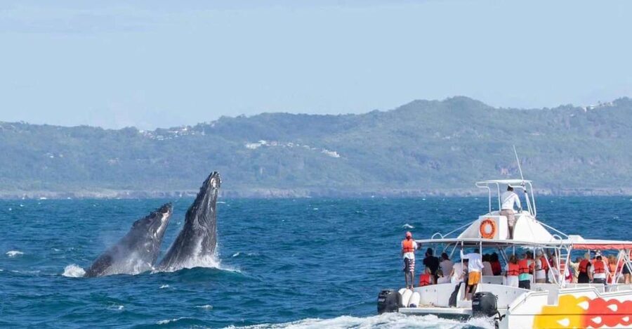 Samana: Bay of Samana Whale Watching Experience - Practical details that matter
