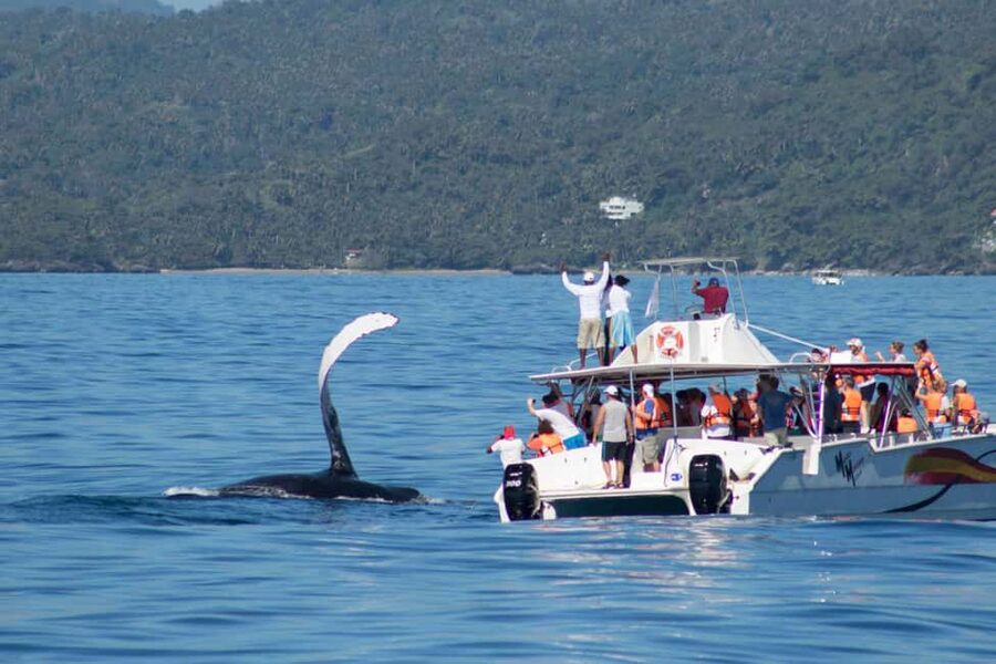 Samana: Bay of Samana Whale Watching Experience - Should you book the Samaná whale-watching experience?
