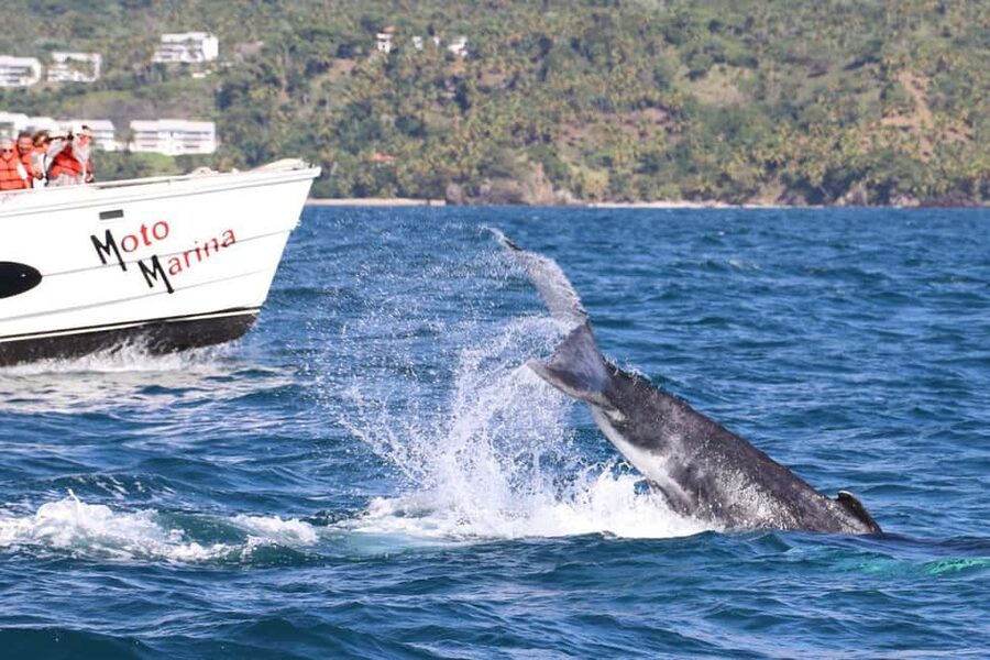 Samana: Bay of Samana Whale Watching Experience - Meeting Moto Marina Tours at the dock