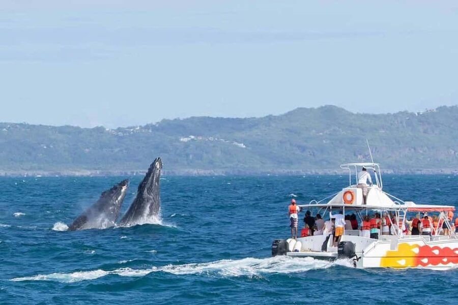 Samana: Whale Watching and Cayo Levantado Full Day Tour - Samaná Bay puts whales first