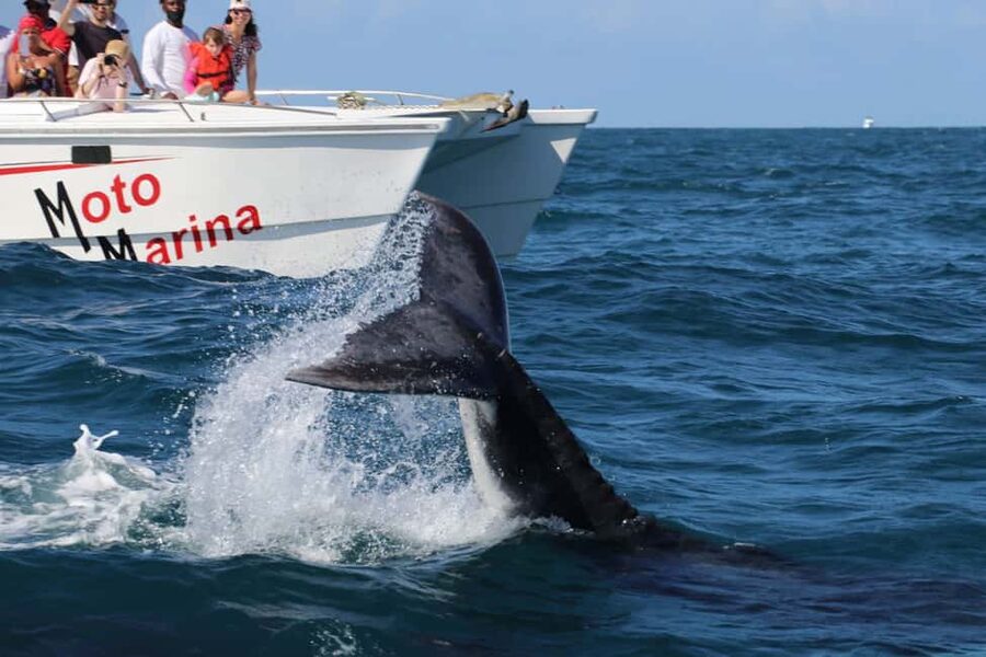 Samana: Whale Watching and Cayo Levantado Full Day Tour - Buffet lunch and included refreshments