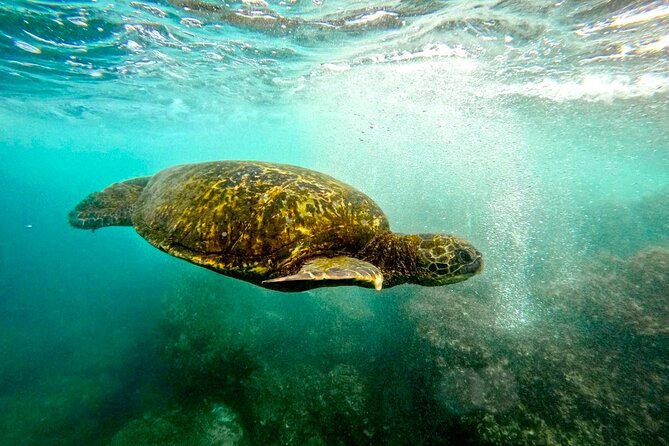 San Juan Guided Snorkel With Turtles Tour and Videos - Looking for turtles, rays, and reef fish
