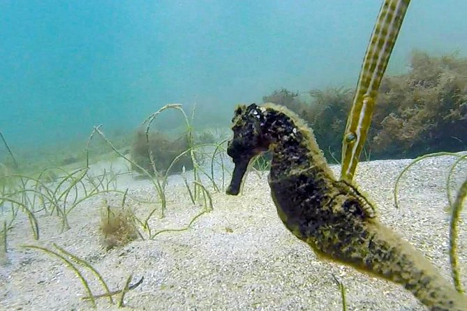 San Juan Guided Snorkel With Turtles Tour and Videos - What the GoPro video adds