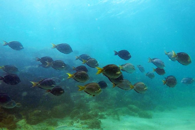 San Juan Guided Snorkel With Turtles Tour and Videos - Is $42.30 a good value?
