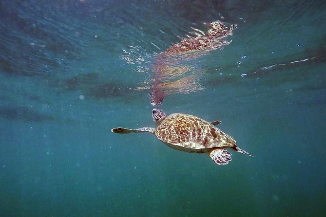 San Juan Guided Snorkel With Turtles Tour and Videos - Timing, groups, and comfort