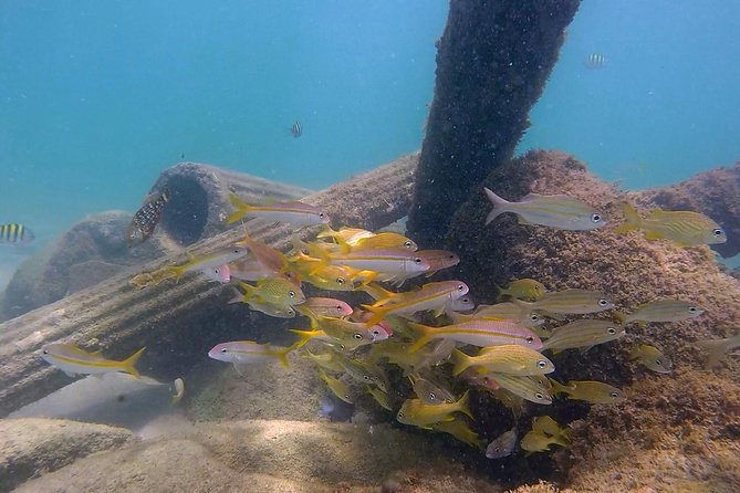 San Juan Guided Snorkel With Turtles Tour and Videos - Weather and cancellation concerns