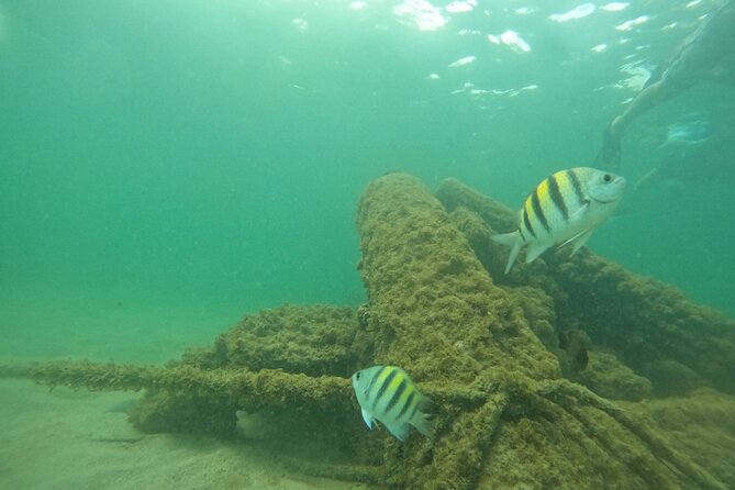 San Juan Turtle Spotting Snorkel Adventure with Videos - What the included videos add