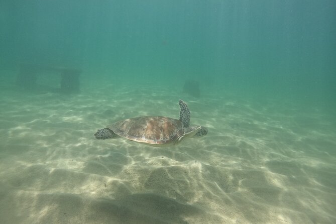 San Juan Turtle Spotting Snorkel Adventure with Videos - Who will enjoy this most?