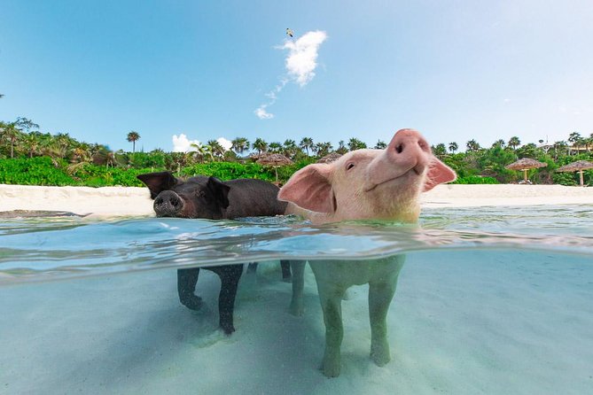 Sandy Toes The Original Rose Island and Swimming Pigs Tour - Key points to know before you book