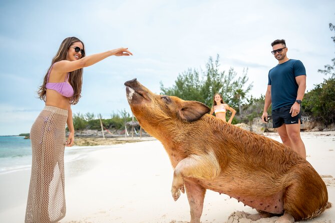 Sandy Toes The Original Rose Island and Swimming Pigs Tour - Why the swimming pigs are only part of the experience