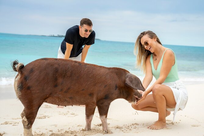 Sandy Toes The Original Rose Island and Swimming Pigs Tour - Who will enjoy Sandy Toes most