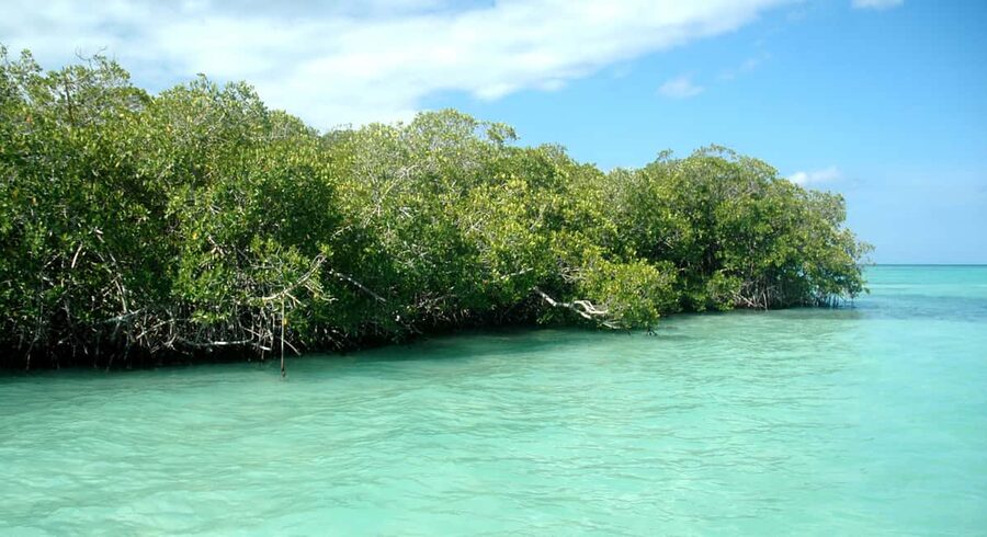 Saona Island: Small Group Virgin Beaches Cruise Day Trip - Practical details before you reserve