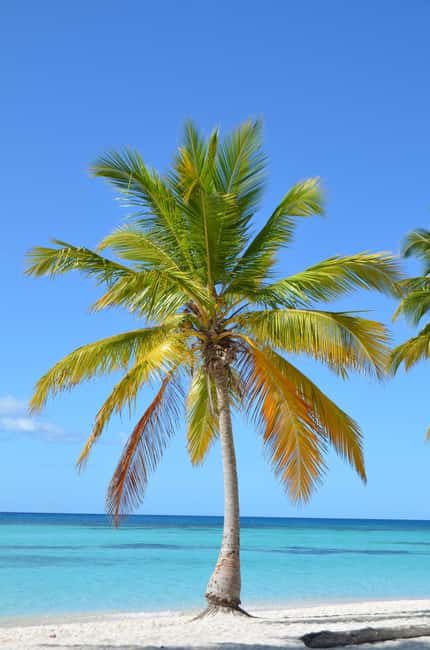 Saona Special Tour: Four Beaches & Canto Experience - Saona Paradise and the private lunch area