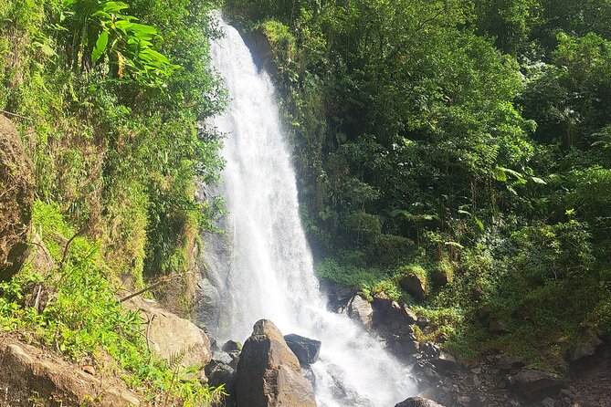 Scenic Tour of City and Rainforest, Waterfall, Sulphur Springs . - Dominica Botanic Gardens and Morne Bruce