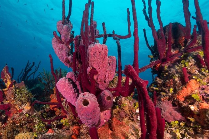 Scuba Doo Diving Experience in Punta Cana - Who will enjoy this most