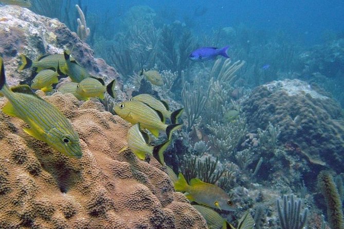 Scuba Doo Diving Experience in Punta Cana - Riding the Scuba Doo at 3 to 5 meters