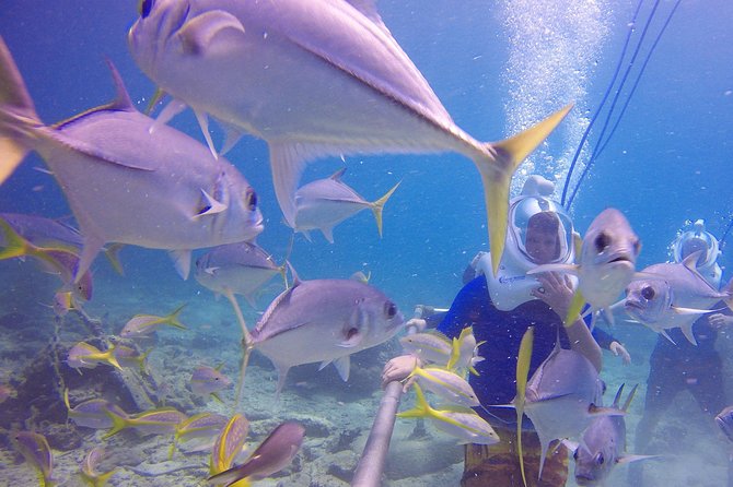 Sea Trek Helmet Dive at Coral World Ocean Park - Health rules are more important than the age rule