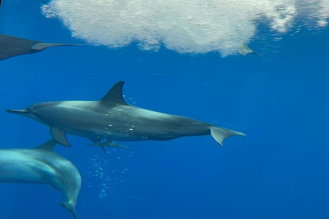 Semi Submarine Boat Experience to Klein Bonaire - From Bonaire Nautico Marina to the reef