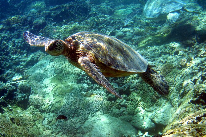 Semi Submarine Boat Experience to Klein Bonaire - Small groups and the feel on board